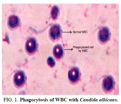 Chemical-Sciences-Phagocytosis