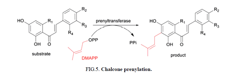 TSNP-Chalcone