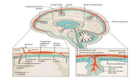 tsbt-Anatomical