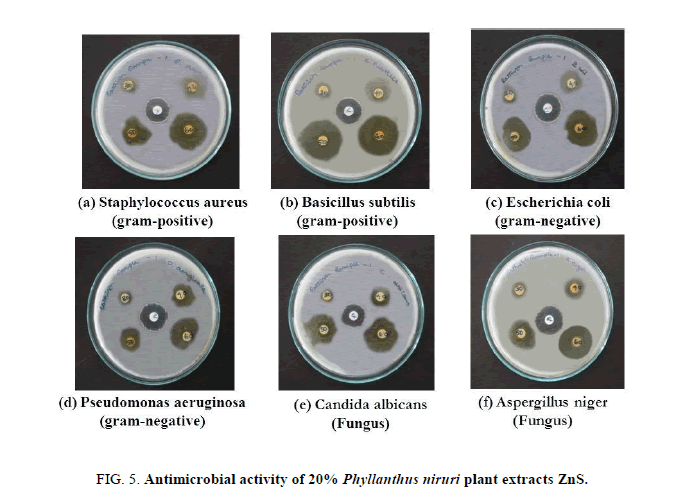 Chemical-Sciences-Antimicrobial