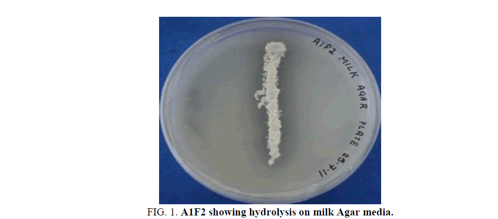 Chemical-Sciences-hydrolysis