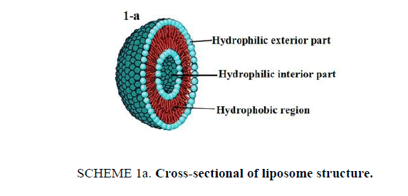 Chemical-Sciences-liposome-structure