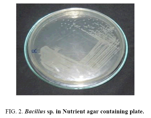 Nano-Science-Nano-Technology-Nutrient-agar