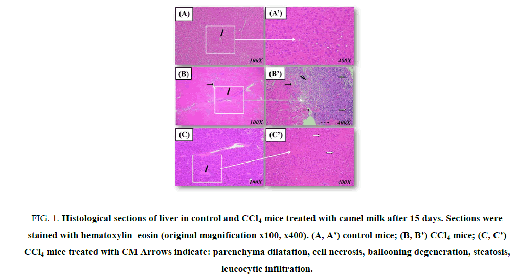 Research-Reviews-BioSciences-Histological-sections