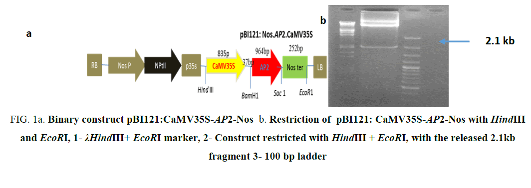 biochemistry-an-indian-journal-Binary-constructpBI121