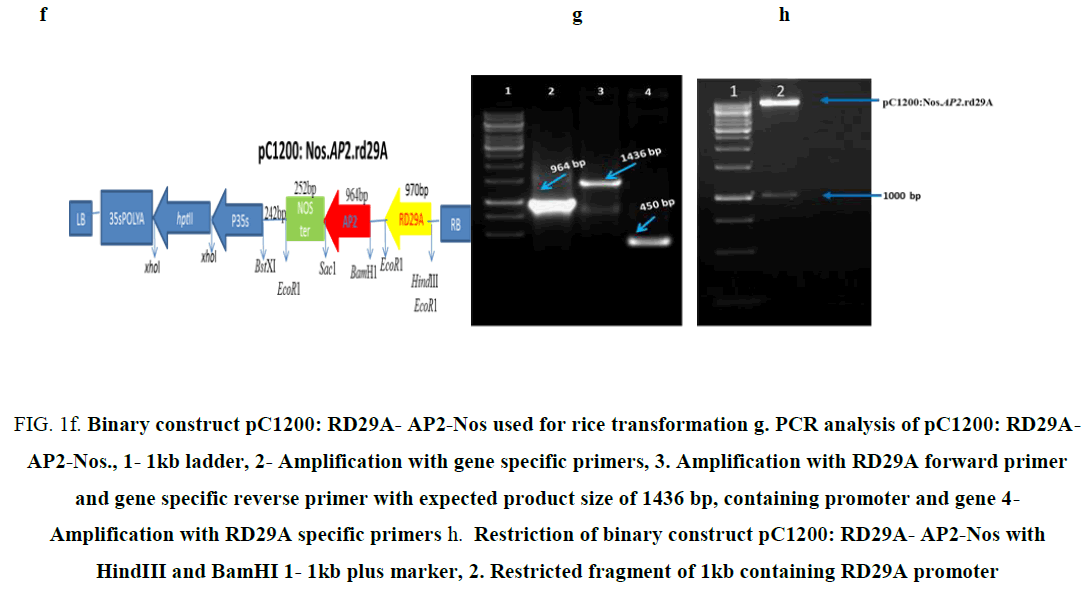 biochemistry-an-indian-journal-Restricted-fragment