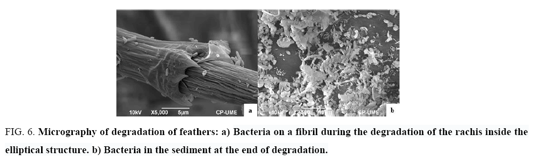 biotechnology-Bacteria-fibril