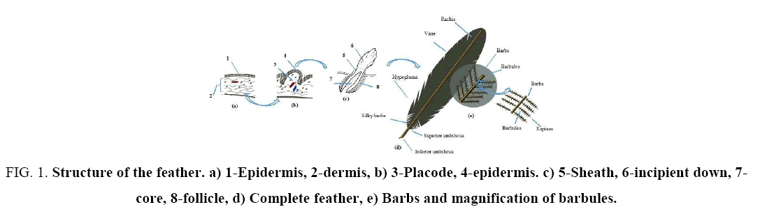 biotechnology-Barbs-magnification