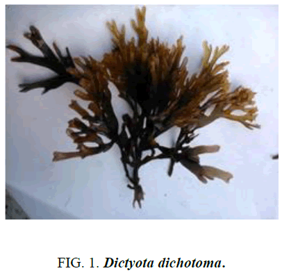 biotechnology-Dictyota-dichotoma