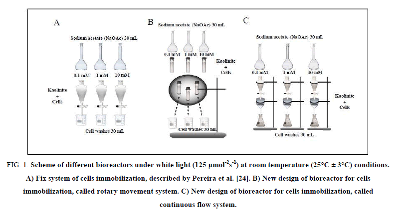 biotechnology-Fix-system-cells-immobilization