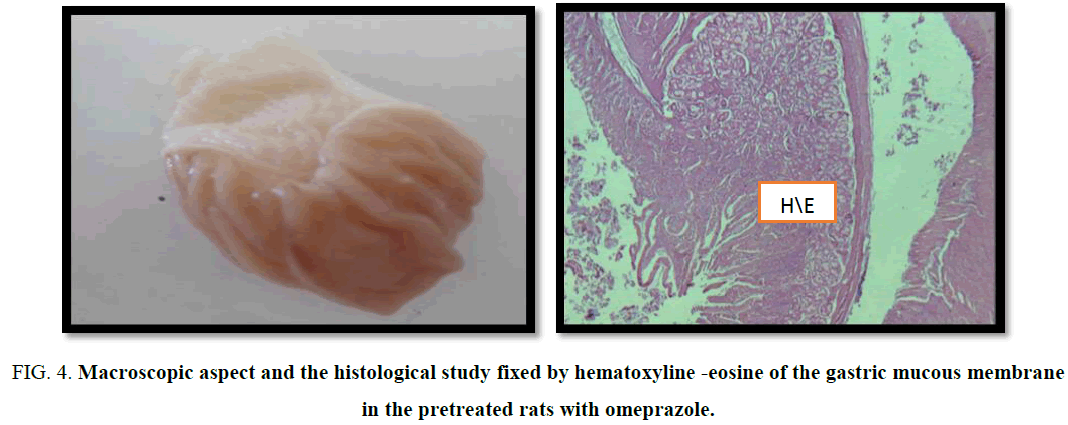 biotechnology-Macroscopic-hematoxyline-eosine