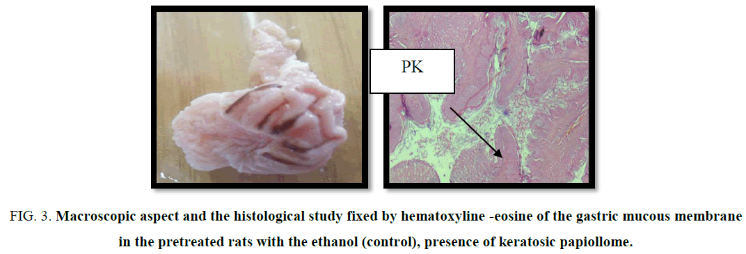 biotechnology-Macroscopic-histological-hematoxyline