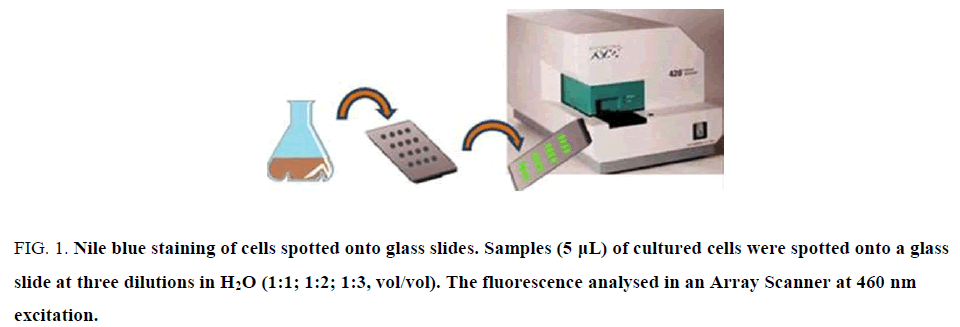 biotechnology-Nile-blue-staining-cells-spotted