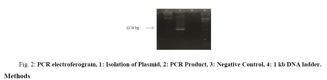biotechnology-PCR-electroferogram