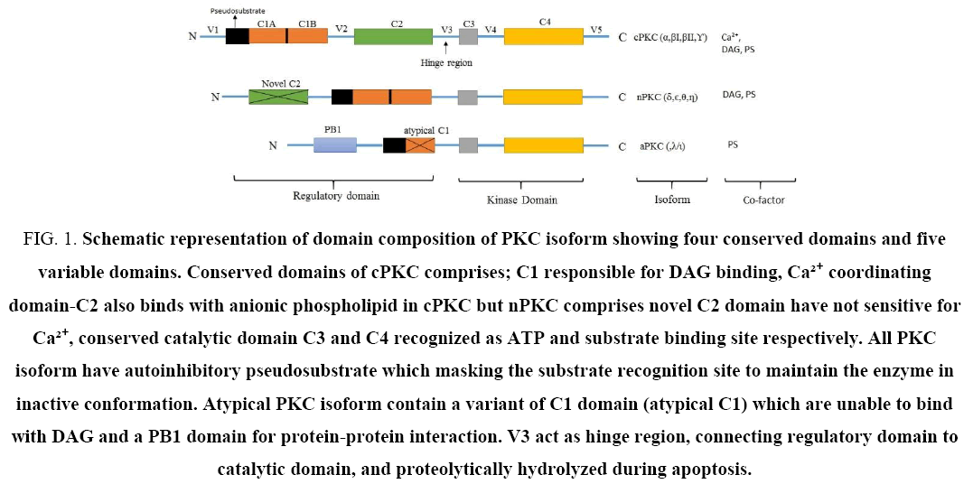 biotechnology-PKC-isoform