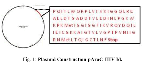 biotechnology-Plasmid-Construction