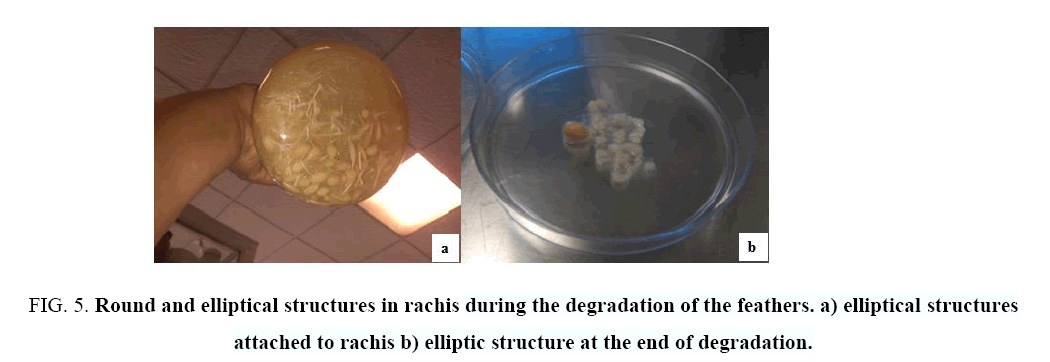 biotechnology-Round-elliptical