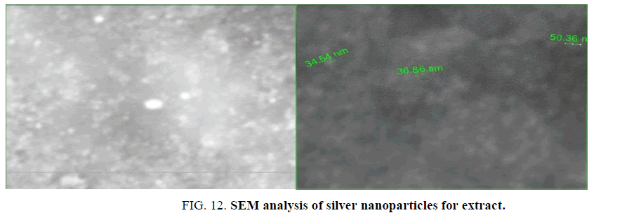 biotechnology-SEM-analysis-silver-nanoparticles-extract