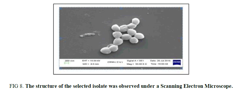 biotechnology-Scanning