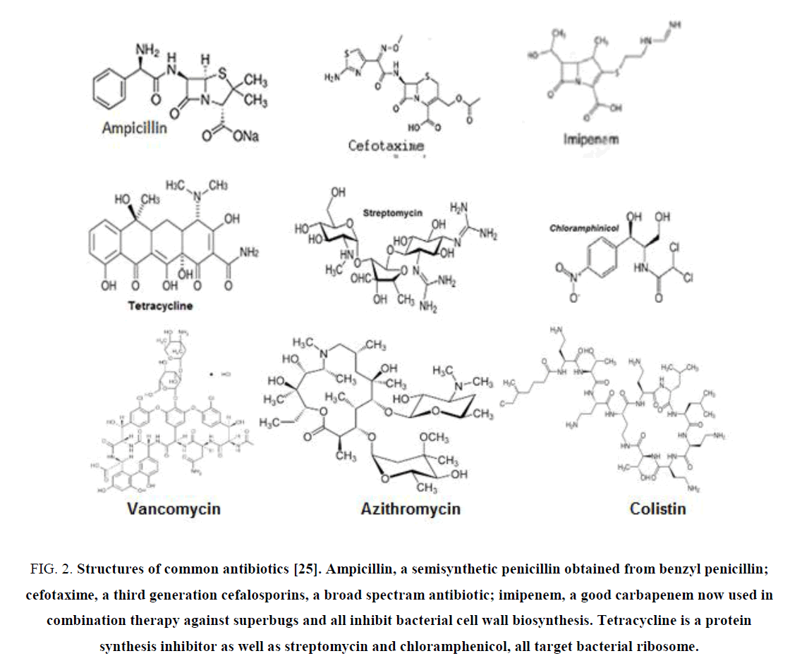 biotechnology-Structures-common-antibiotics