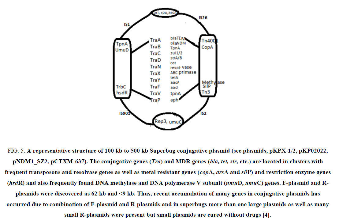 biotechnology-Superbug-conjugative-plasmid