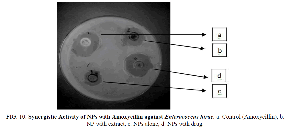 biotechnology-Synergistic-Amoxycillin-Control