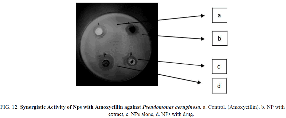 biotechnology-Synergistic-Amoxycillin-extract