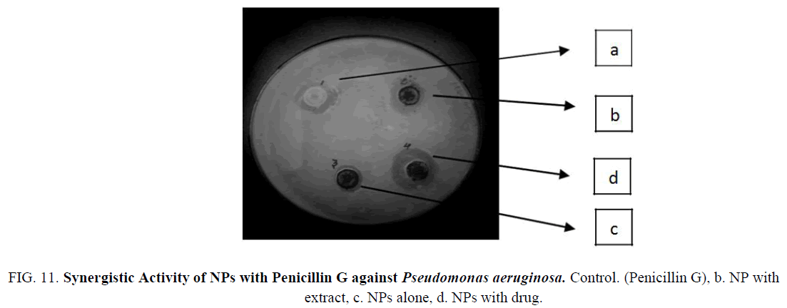 biotechnology-Synergistic-Penicillin-drug