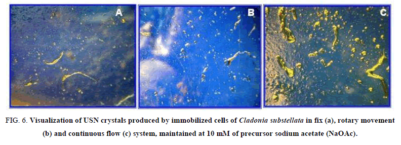 biotechnology-Visualization-USN-crystals-immobilized-cell