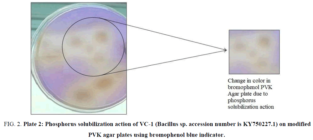 biotechnology-accession-number