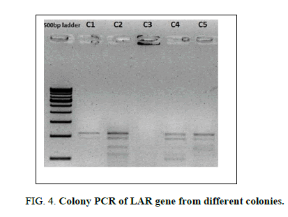 biotechnology-colonies