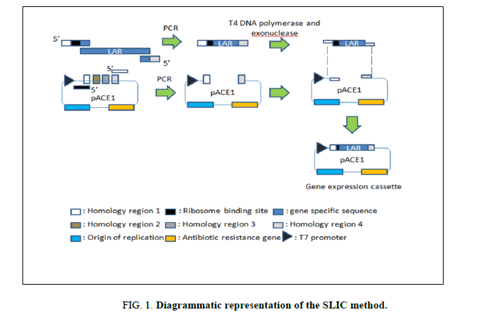 biotechnology-diagrammatic