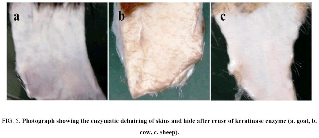 biotechnology-enzymatic-dehairing