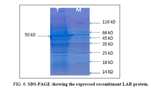 biotechnology-expressed