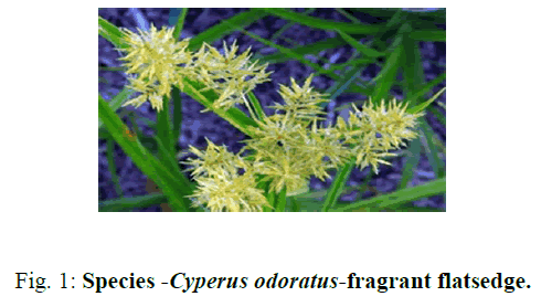 biotechnology-fragrant-flatsedge