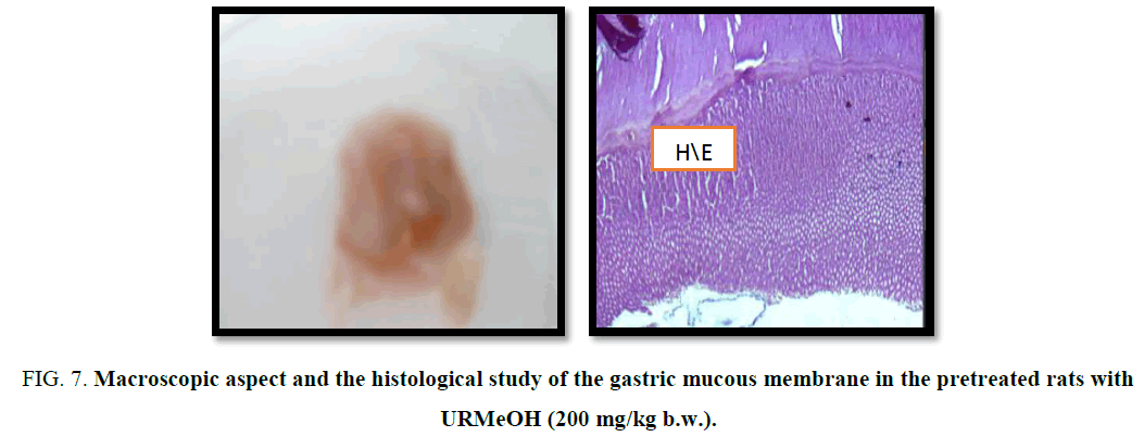 biotechnology-gastric-mucous-membrane