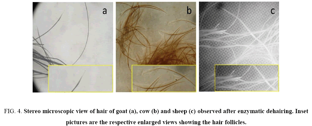 biotechnology-hair-goat