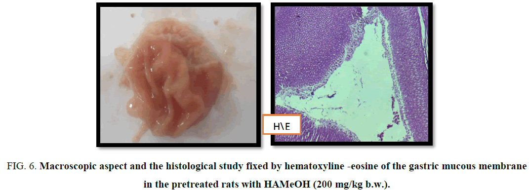 biotechnology-histological-eosine-mucous