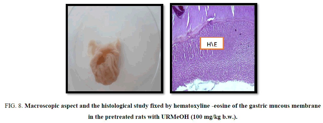 biotechnology-histological-gastric-membrane