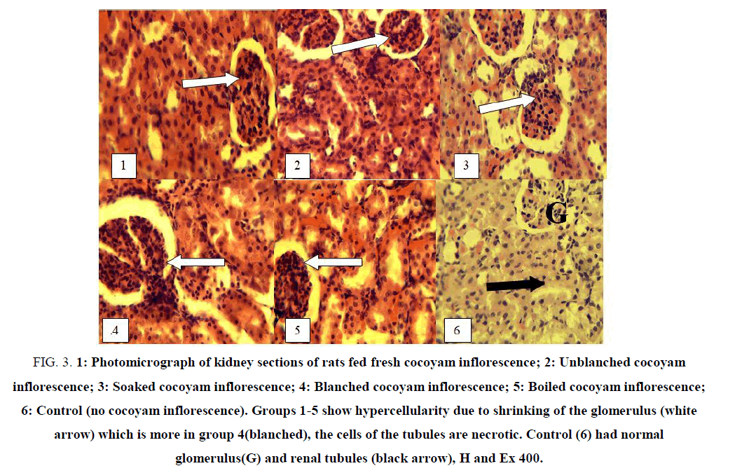 biotechnology-kidney