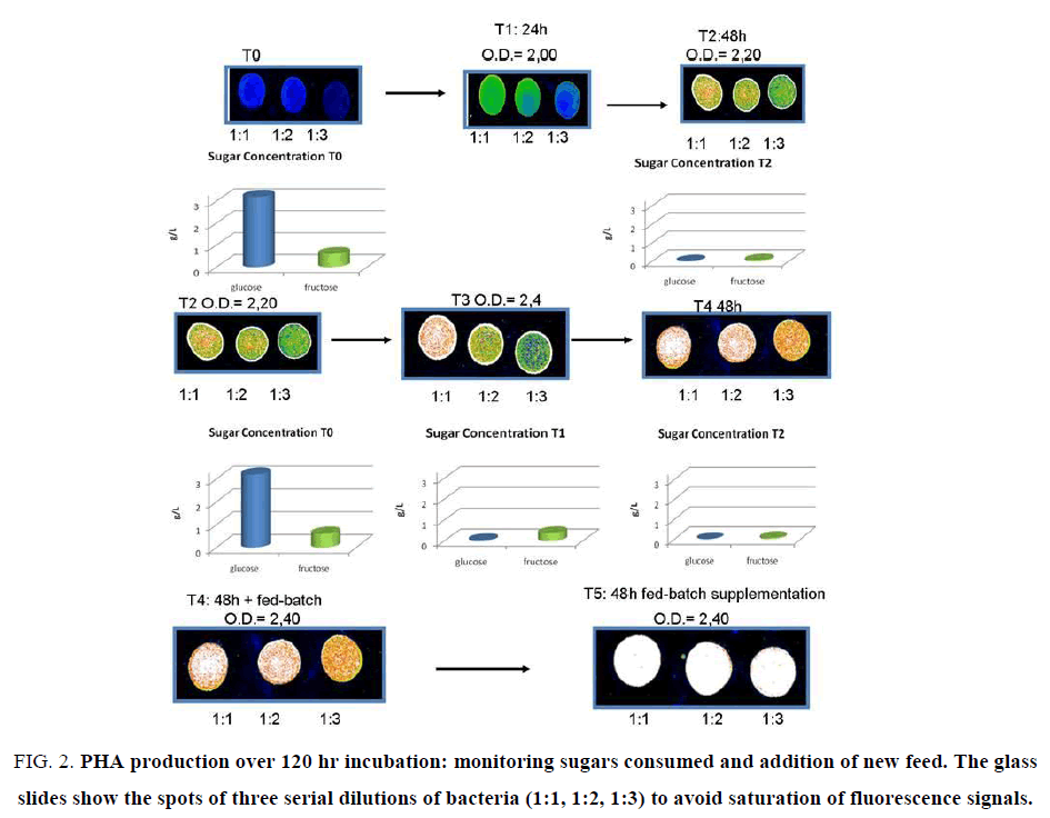 biotechnology-monitoring-sugars-consumed