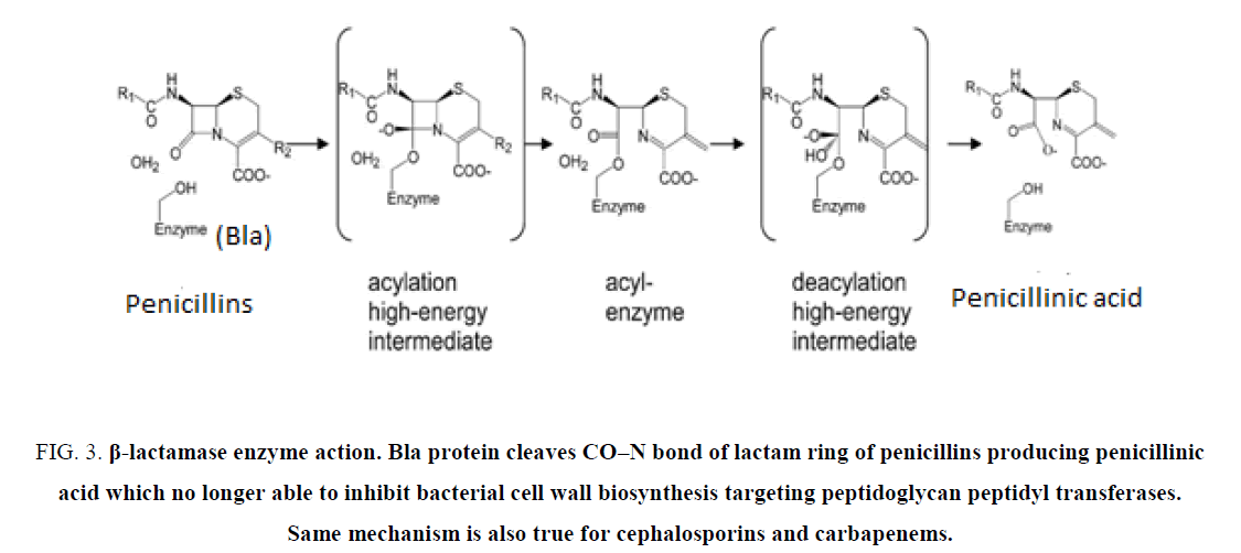 biotechnology-penicillins-producing-penicillinic