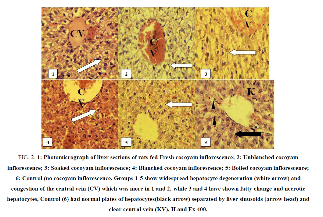 biotechnology-photomicrograph