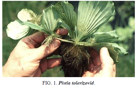 biotechnology-pistia