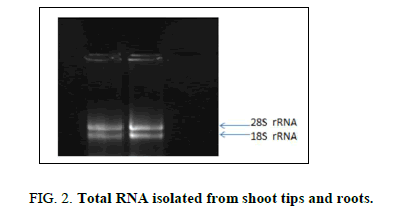 biotechnology-shoot-tips