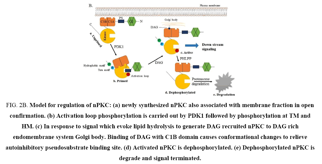 biotechnology-synthesized-nPKC