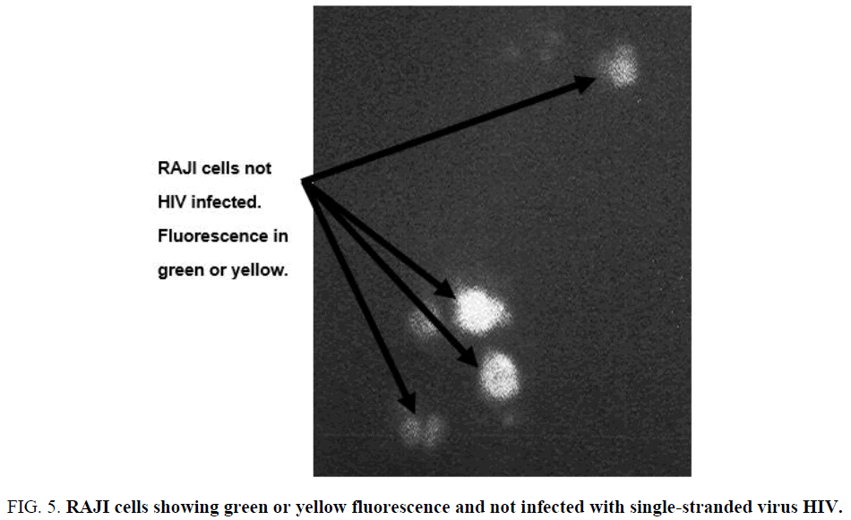 chemxpress-RAJI-cells