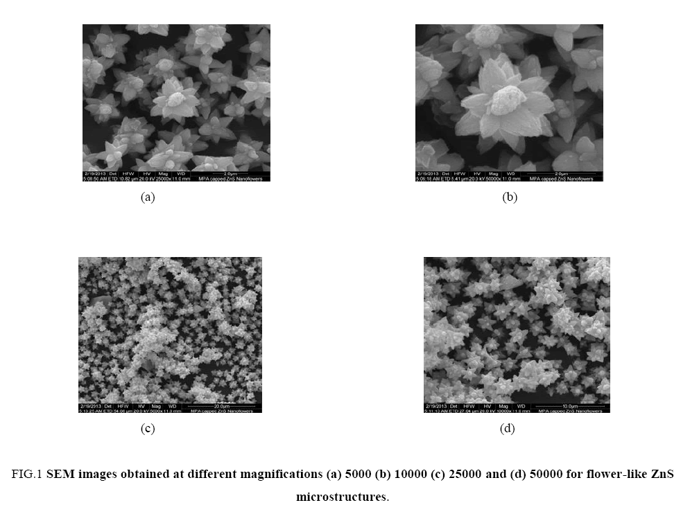 chemxpress-SEM-images