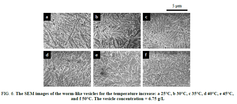 chemxpress-SEM-images-worm-like-vesicles