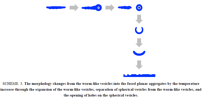 chemxpress-worm-like-vesicles-fused-planar-aggregates